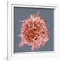 B-cell, SEM-Steve Gschmeissner-Framed Photographic Print