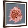 B-cell, SEM-Steve Gschmeissner-Framed Photographic Print