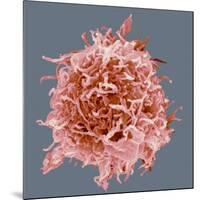 B-cell, SEM-Steve Gschmeissner-Mounted Photographic Print