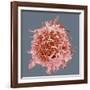 B-cell, SEM-Steve Gschmeissner-Framed Photographic Print