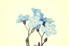 Forget-Me-Not Close Up-B-D-S-Art Print