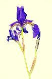 Iris-B-D-S-Photographic Print