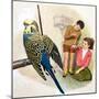 B Is for Budgerigars, Illustration from 'Treasure'-Clive Uptton-Mounted Premium Giclee Print