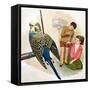 B Is for Budgerigars, Illustration from 'Treasure'-Clive Uptton-Framed Stretched Canvas