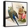 B Is for Budgerigars, Illustration from 'Treasure'-Clive Uptton-Framed Stretched Canvas