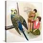 B Is for Budgerigars, Illustration from 'Treasure'-Clive Uptton-Stretched Canvas