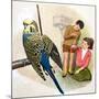 B Is for Budgerigars, Illustration from 'Treasure'-Clive Uptton-Mounted Giclee Print