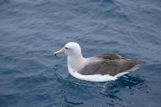 Albatros Walvis Whale-B-N-N-Photographic Print