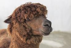 Brown Alpaca Face close Up-B NITI-Framed Stretched Canvas