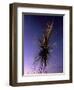 B of the Bang, Modern Steel Sculpture, City of Manchester Stadium, Manchester, England-Charles Bowman-Framed Photographic Print