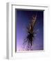 B of the Bang, Modern Steel Sculpture, City of Manchester Stadium, Manchester, England-Charles Bowman-Framed Photographic Print