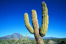 Cardon Cactus near Mountains-B.S.P.I.-Photographic Print