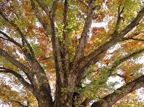 Tree in Autumn, Belgium-B. Schmid-Photographic Print