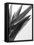 B&W Bamboo I-Renée Stramel-Framed Stretched Canvas