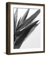 B&W Bamboo I-Renée Stramel-Framed Photographic Print