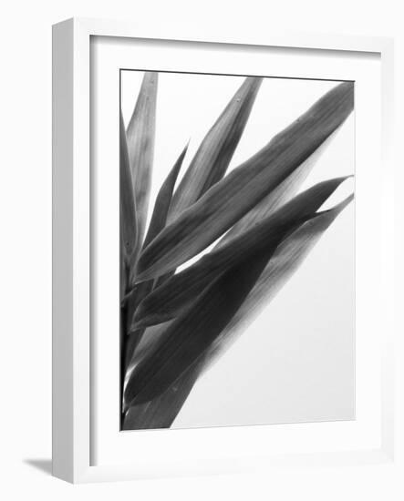 B&W Bamboo I-Renée Stramel-Framed Photographic Print