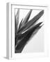 B&W Bamboo I-Renée Stramel-Framed Photographic Print