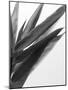 B&W Bamboo I-Renée Stramel-Mounted Photographic Print