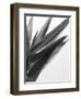 B&W Bamboo I-Renée Stramel-Framed Photographic Print