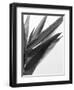 B&W Bamboo I-Renée Stramel-Framed Photographic Print