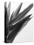 B&W Bamboo I-Renée Stramel-Stretched Canvas