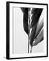 B&W Bamboo II-Renée Stramel-Framed Photographic Print