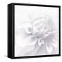 B&W Dahlia R 2-Suzanne Foschino-Framed Stretched Canvas