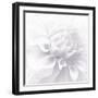 B&W Dahlia R 2-Suzanne Foschino-Framed Photographic Print