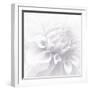 B&W Dahlia R 2-Suzanne Foschino-Framed Photographic Print