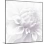 B&W Dahlia R 2-Suzanne Foschino-Mounted Photographic Print