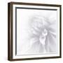 B&W Dahlia R 2a-Suzanne Foschino-Framed Photographic Print