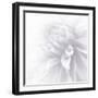 B&W Dahlia R 2a-Suzanne Foschino-Framed Photographic Print