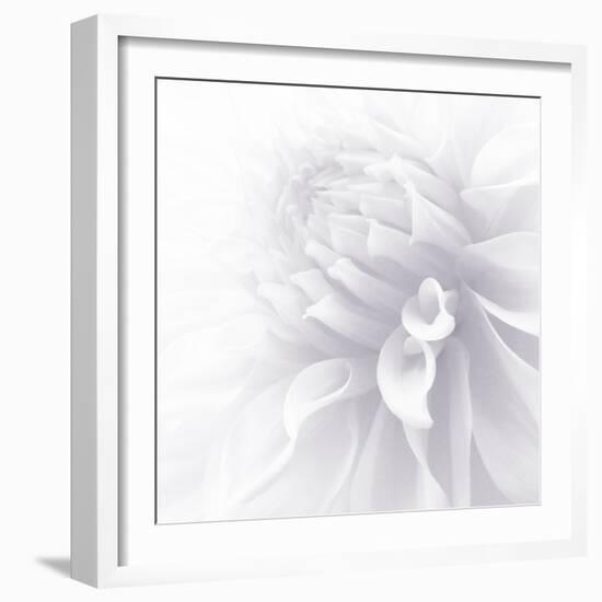 B&W Dahlia R 2a-Suzanne Foschino-Framed Photographic Print