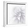 B&W Dahlia R 2a-Suzanne Foschino-Framed Photographic Print