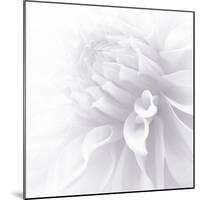 B&W Dahlia R 2a-Suzanne Foschino-Mounted Photographic Print