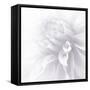 B&W Dahlia R 2a-Suzanne Foschino-Framed Stretched Canvas