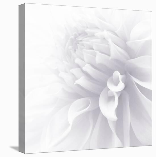 B&W Dahlia R 2a-Suzanne Foschino-Stretched Canvas