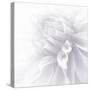 B&W Dahlia R 2a-Suzanne Foschino-Stretched Canvas