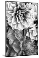 B&W Flower 2-Incado-Mounted Photographic Print