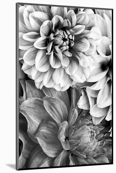 B&W Flower 2-Incado-Mounted Photographic Print