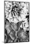 B&W Flower 2-Incado-Mounted Photographic Print