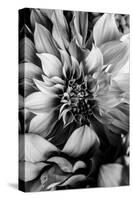 B&W Flower 4-Incado-Stretched Canvas