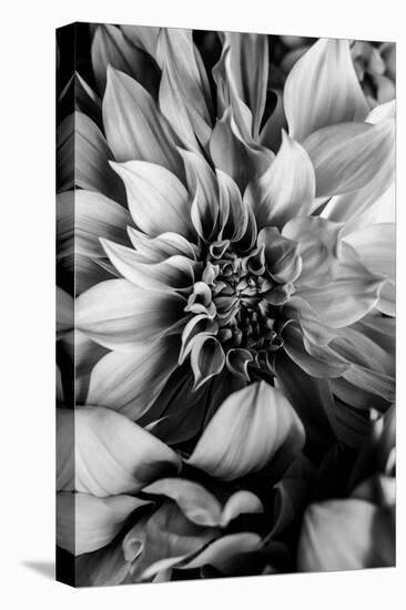 B&W Flower 4-Incado-Stretched Canvas