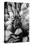 B&W Flower 4-Incado-Stretched Canvas