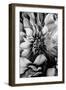 B&W Flower 4-Incado-Framed Photographic Print