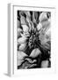 B&W Flower 4-Incado-Framed Photographic Print