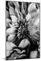 B&W Flower 4-Incado-Mounted Photographic Print