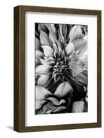 B&W Flower 4-Incado-Framed Photographic Print