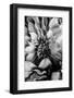B&W Flower 4-Incado-Framed Photographic Print