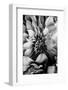 B&W Flower 4-Incado-Framed Photographic Print